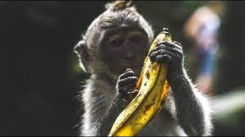 How to setup Voicemeeter Banana with OBS! [Tutorial]