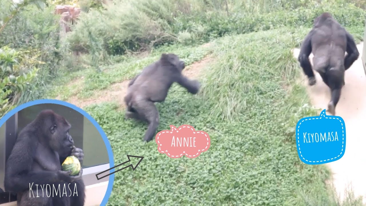 Гориллы гоняются. Серебряная спина гориллы пытается остановить их бой. Семья Шабани