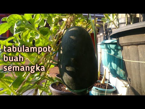 Eksperimen menanam  semangka di  pot  YouTube