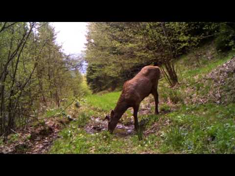 ირემი  ბორჯომ-ხარაგაულის ეროვნულ პარკში | Borjomi-Kharagauli National Park