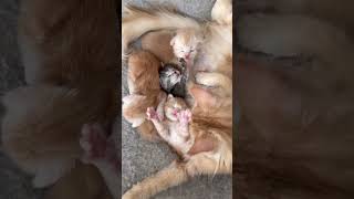 Look how protective this Maine Coon mom gets with her babies #CatMom #BabyAnimals #PetVideos