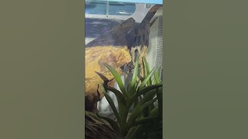 Red-Spotted Assassin Bug Nymphs (Feeding Time!) #assassinbugs #rhadamanthus