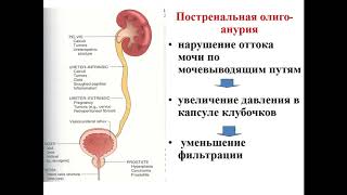 Лекция Патофизиология почек на рус яз