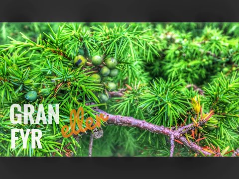 Video: Bonsai fra birk: billede, hvordan man vokser