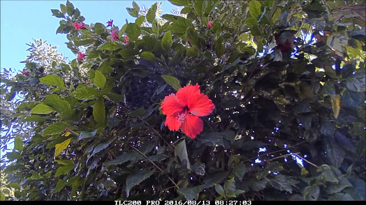 What do flowers actually do?!? TimeLapseBoss