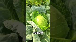 Entre Dalias, Coles Y Caléndulas Preparando El Huerto Para El Invierno