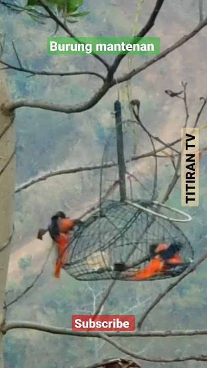 Mikat Burung Mantenan