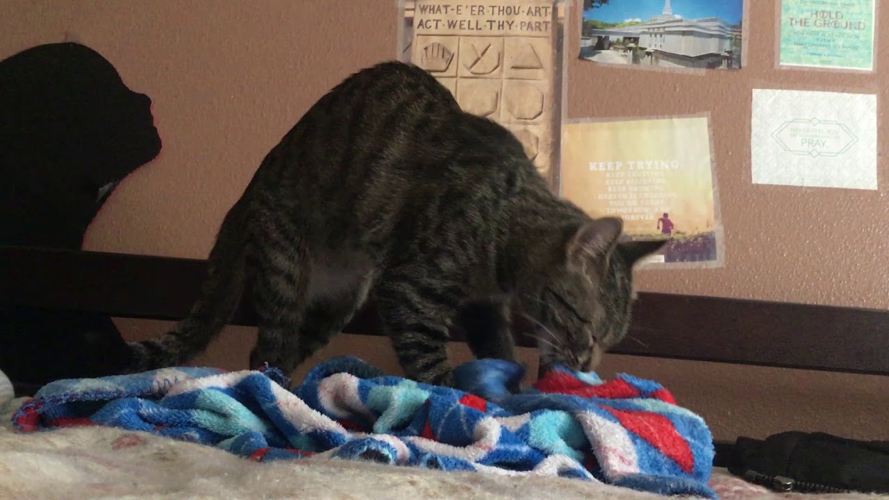 2 minutes of my sisters cat kneading blanket YouTube