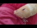 I wanted you guis to meet my hámster