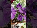 güneşli balkonlara hangi çiçek olur #petunya #flowers #garden #love