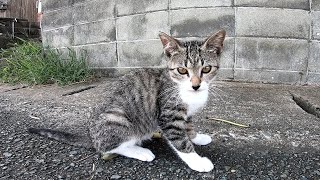 道路脇で遊ぶ子猫がカワイイ