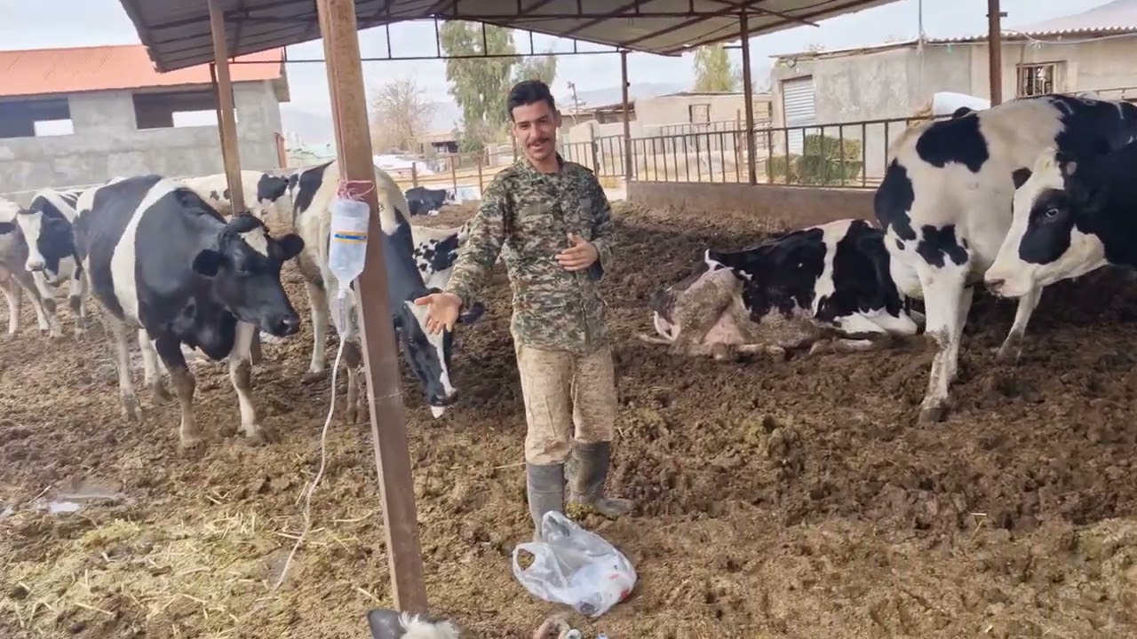 پا منبری | Animals | cow | #animals #cow 