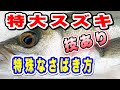 スズキさばき方【シーバス捌き方】刺身から握りまでHow to filet Japanese Seaperch