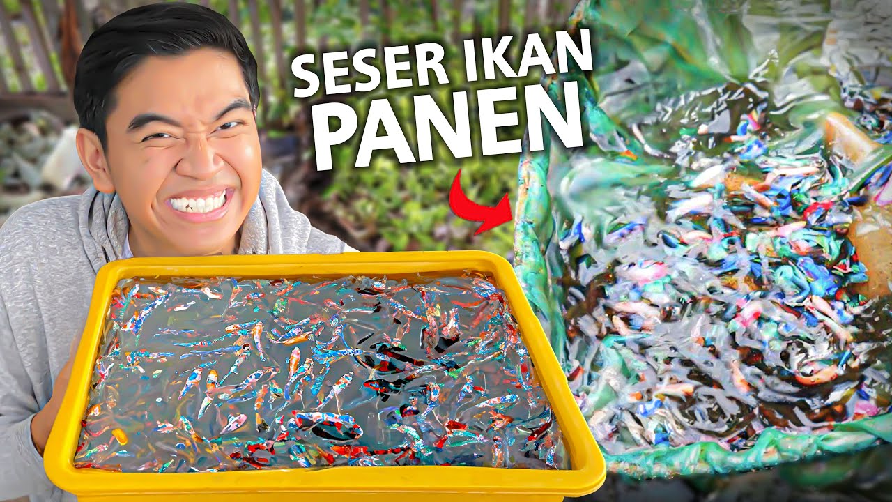 SESER IKAN BUAT DIPANEN! ADA BANYAK BANGET!!
