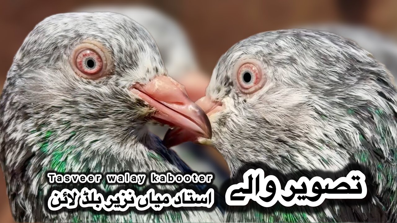 Original tasveer walay kabooter 💯% pure + sialkoti 35 walay + sialkoti sharkhy kabooter