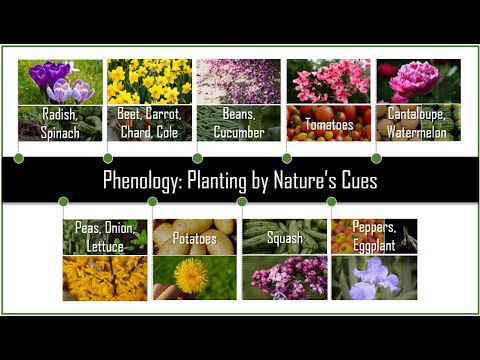 Видео: Фенологийн цэцэрлэгийн мэдээлэл - Ургамлын фенологийн талаар мэдэж аваарай