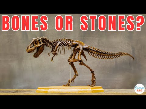 Video: Kā sauc dinozauru un fosiliju izpēti?