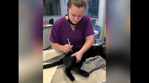 Intramuscular injection on a cat