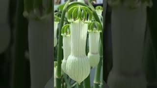 #shortsorquideas #cultivodeorquídeas  Ceropegia Ampliata.