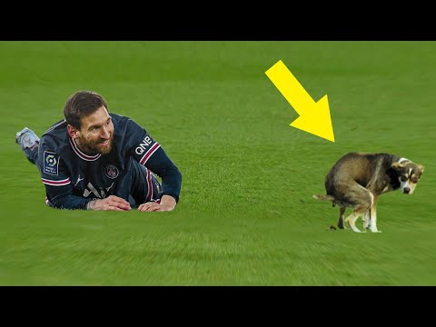 Animals On The Football Pitch