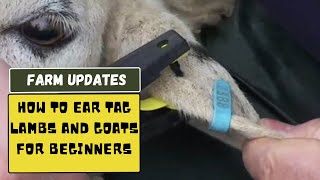 How To Ear Tag Sheep For Beginners Africa Farming Sheep Farming Ep 6