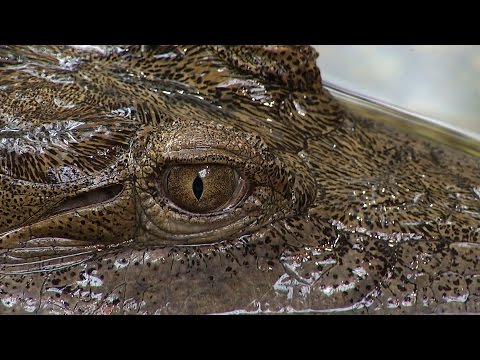 Video: Krokodýli A Bach: Neočekávaný Zápas
