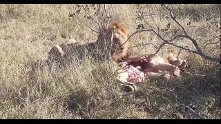 Male Lion Eats Young Lion الأسد لم يكتفي بقتل الأسد الشاب بل قام بأكله وهذا نادراً مايحدث