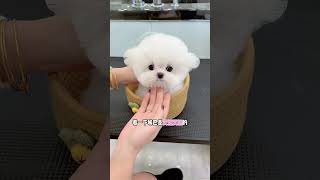 Who Wouldn’t Like Such A Cute Xiu Gou? Xiu Gou’s Cute Pet Debut Plan Malbi