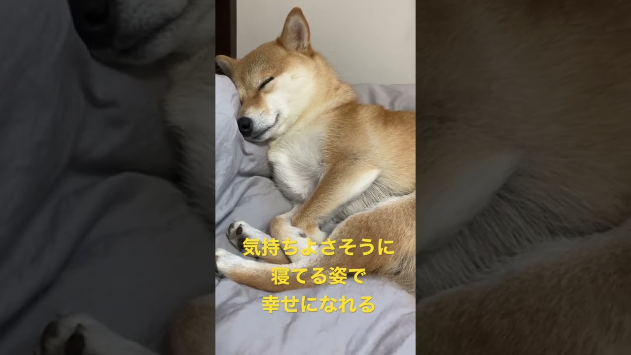 手のひら柴犬　お手手クロス 音量注意】お手てをクロスさせて可愛く寝る柴犬 - YouTube