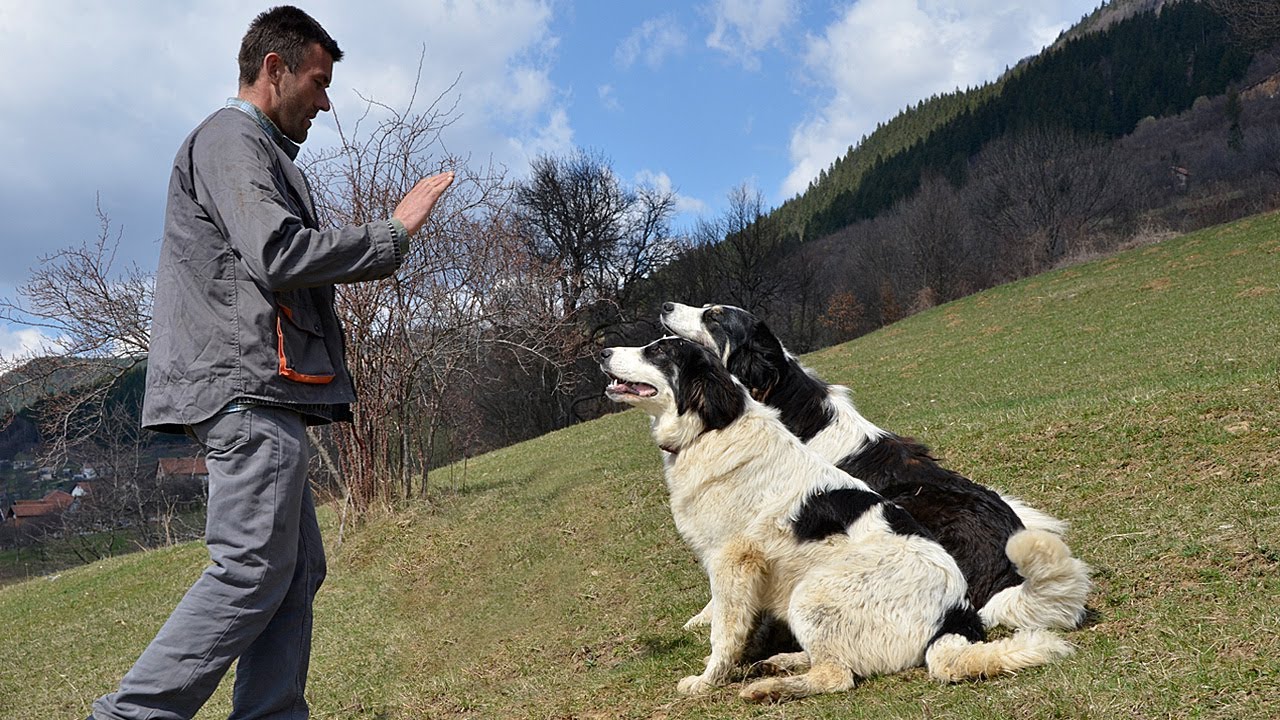 Tornjaka kao pasminu dijele dvije države