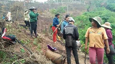 TRỒNG LÚA CỦA DÂN TỘC PA CÔ (T2)/ Hồ Kray Bàn - Cuộc Sống Ở Nông Thôn