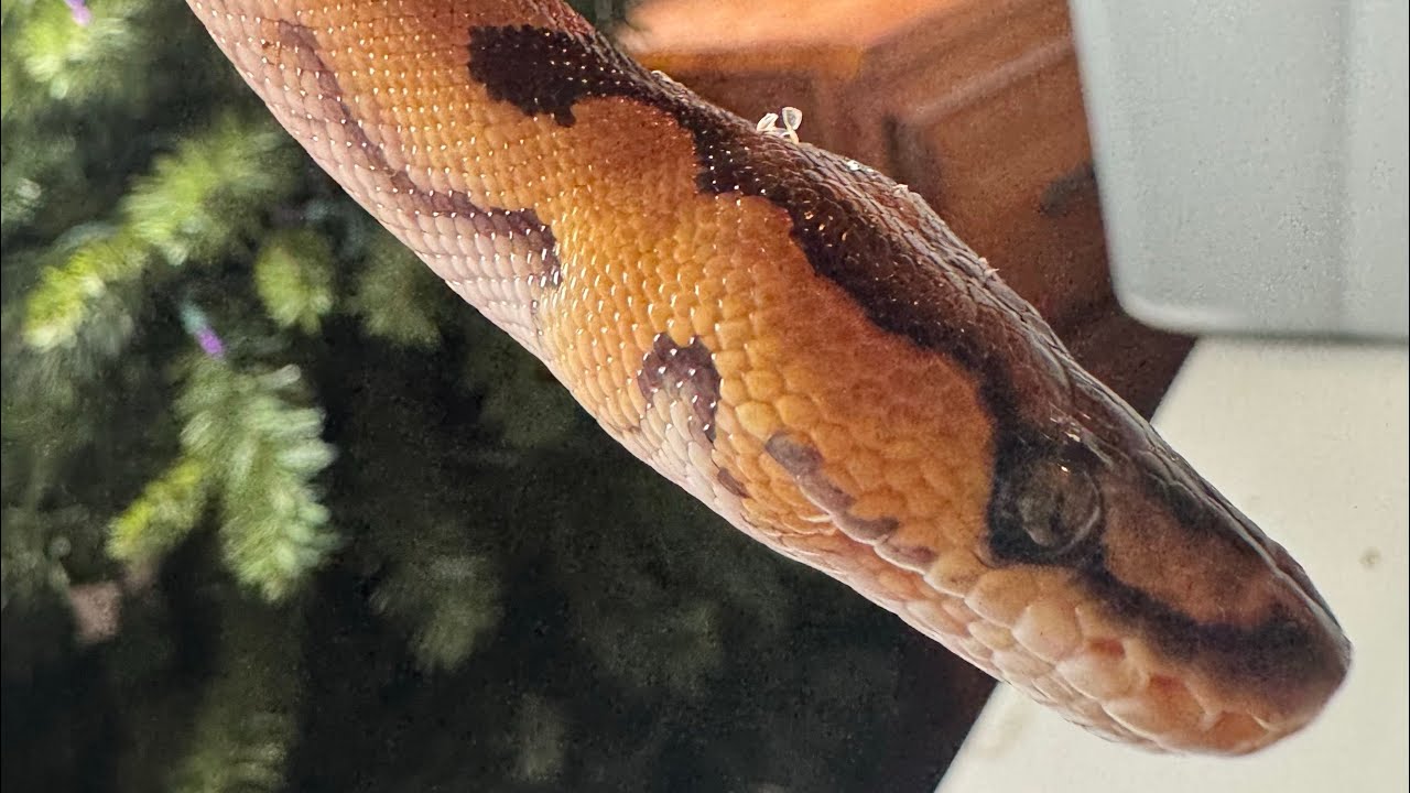 Let’s see who guesses correctly.   I’m going to shed test this little guy.  #ballpython.  