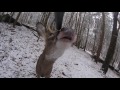 Curious Deer walks up to Hunter Video