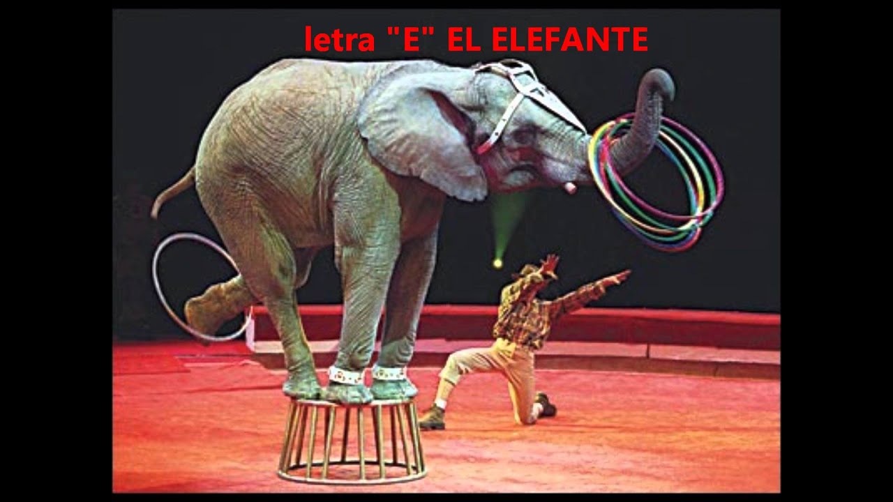 el abecedario de los animales - YouTube
