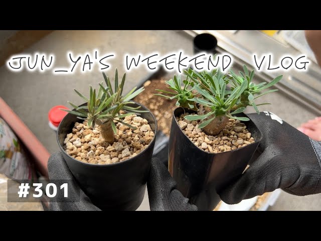 vlog: 301 「パキポディウム・カクチペスとアガベ・エボリスピナの発芽