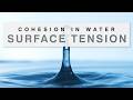 Understanding Water's Cohesion and Surface Tension