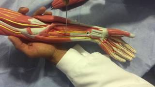 Myology, Blood Supply, and Nerves of the Upper Limb. Dr. Diego Aldana