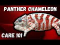 Panther Chameleon Care Guide 2022
