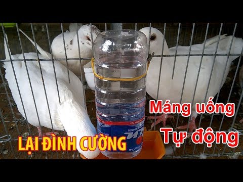 Video: Cách Làm Chim Bồ Câu Từ Chai Nhựa