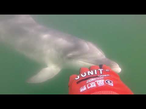 Unha visita moi cariñosa de Manoliño, o golfiño solitario da ría de Muros