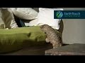 Pangolin does its t rex walk climbs on couch has a snooze