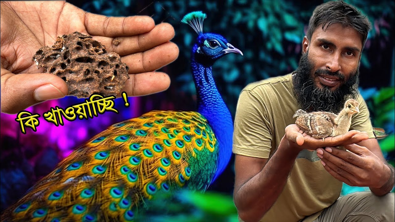 ময়ূরের বাচ্চা গুলোকে কি খাওয়াচ্ছি ?