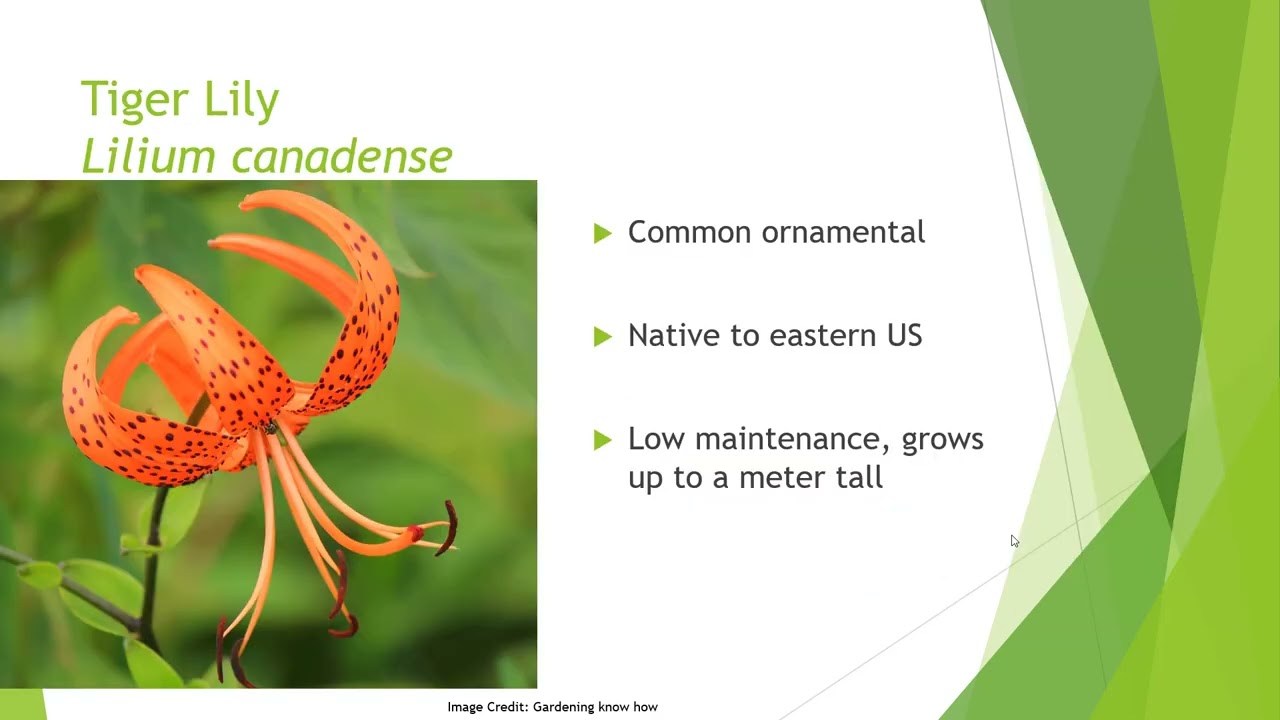 Lilies- the plant family Liliaceae