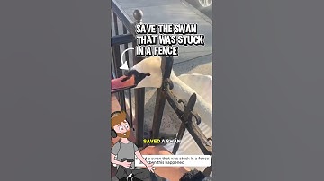 The swan was stuck in a fence 🤕🥹