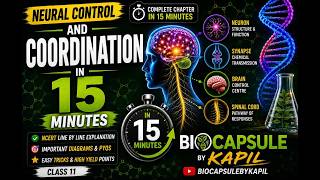 Neural Control and Coordination | Class 11 Biology | NEET |