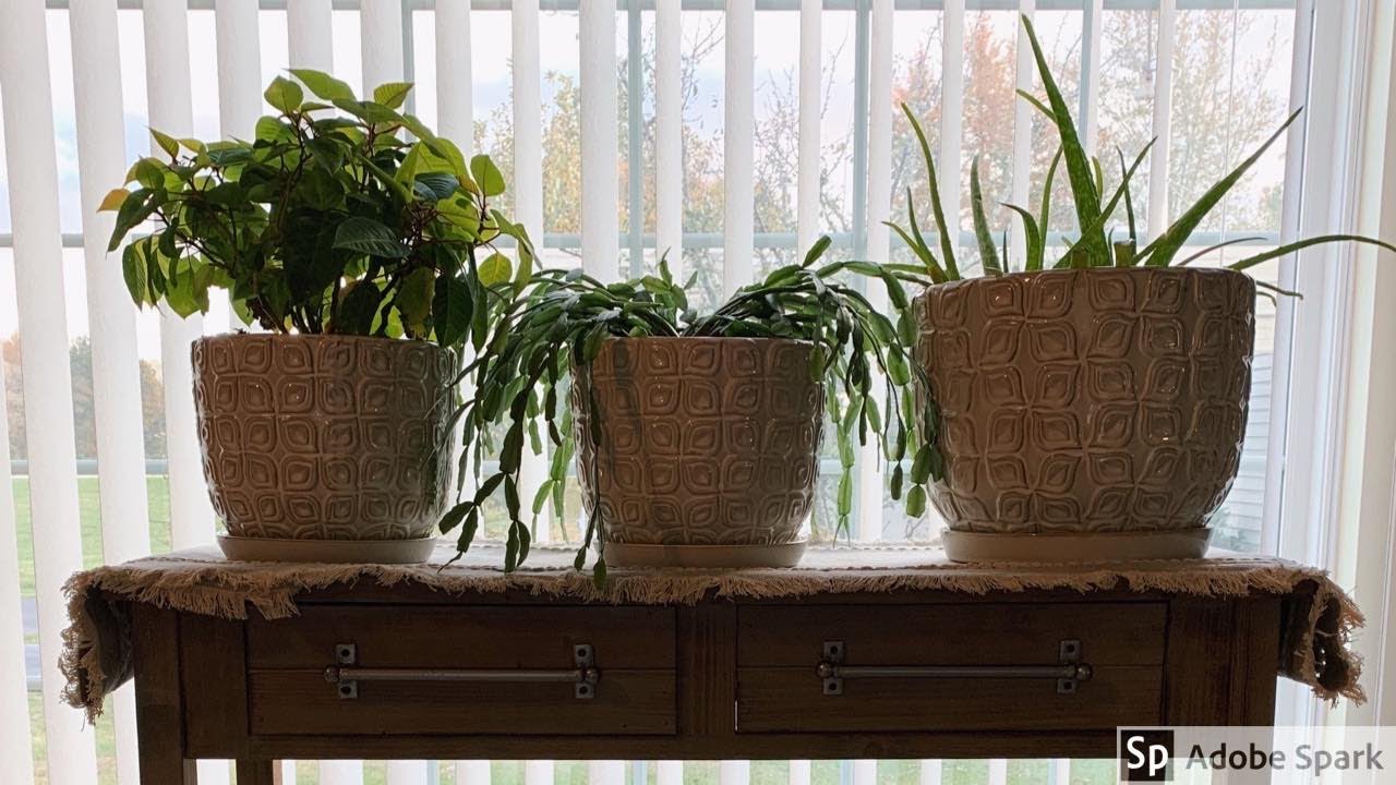 Shop with me @ Hobby Lobby for my new indoor plant display