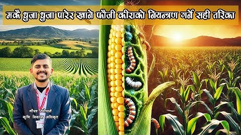 मकै धुजा धुजा बनाउने फौजी कीरा नियन्त्रण यसरी गरौ || American Fall armyworm