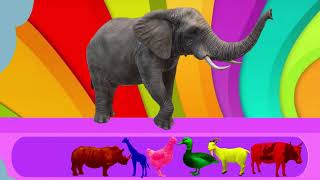 BELAJAR MENGENAL SUARA HEWAN-SUARA BINATANG-MENGENAL WARNA-ANIMASI HEWAN-ANIMASI SAPI KAMBING GAJAH