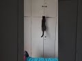 My crazy cat having her morning workout