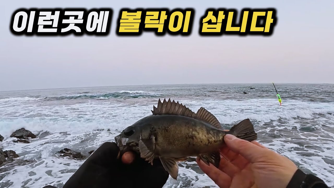 사람들이 잘 안가는 곳, 볼락이 살고 있었습니다